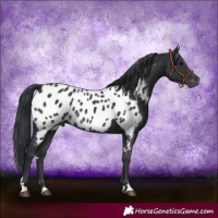 Horse Color:Black Near Leopard