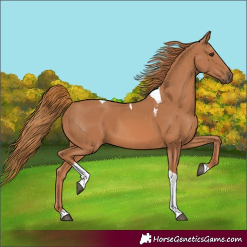 Horse Color:Chestnut Tobiano 