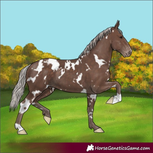 Horse Color:White Spotted Silver Black Appaloosa 