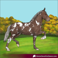 Horse Color:White Spotted Silver Black Appaloosa 