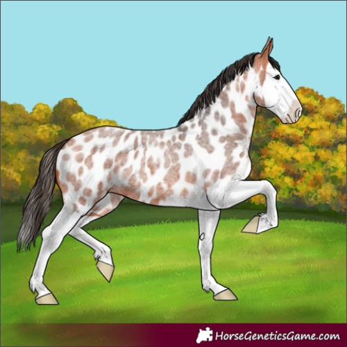 Horse Color:Bay Roan Splash Appaloosa 