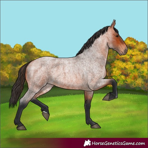 Horse Color:Bay Roan 
