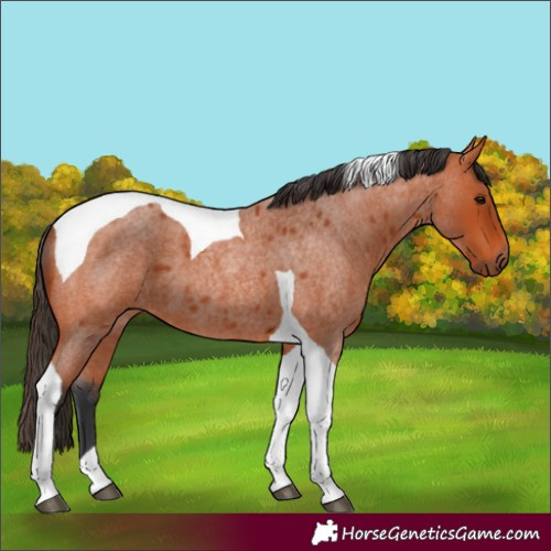 Horse Color:Bay Roan Tobiano