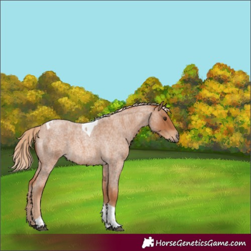 Horse Color:Red Roan Tobiano Rabicano