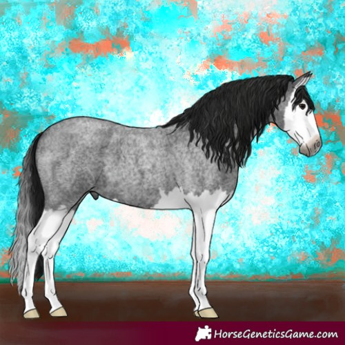 Horse Color:Gray Blue Roan Splash 