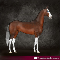 Horse Color:Gray Bay Splash
