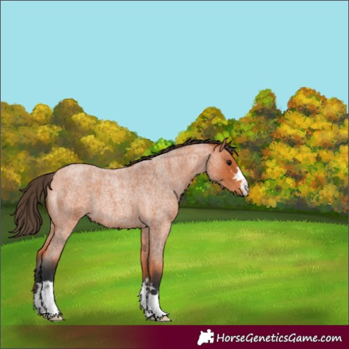 Horse Color:Bay Roan