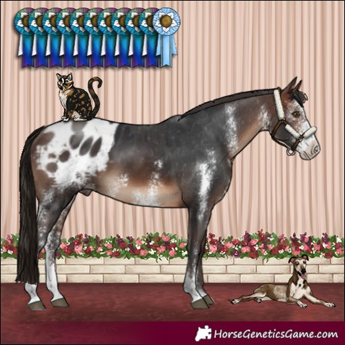Horse Color:Brown Sabino Blanket 