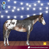 Horse Color:Brown Sabino Appaloosa