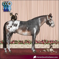 Horse Color:Brown Sabino Appaloosa 