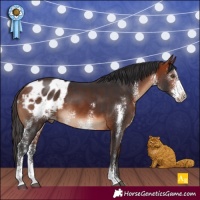 Horse Color:Brown Sabino Appaloosa 