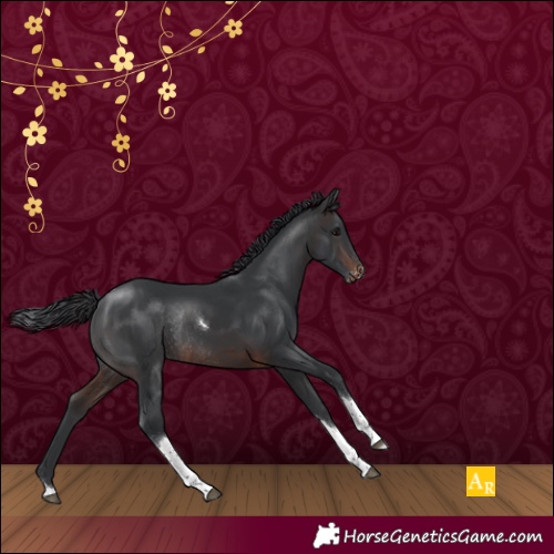 Horse Color:Brown Tobiano Appaloosa Rabicano 