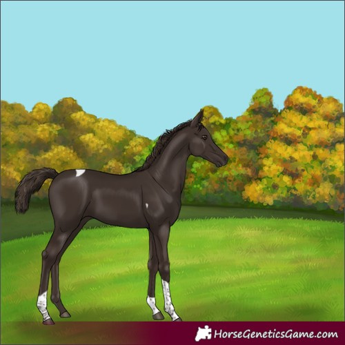 Horse Color:Liver Chestnut Tobiano 
