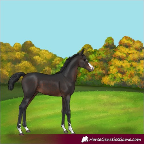 Horse Color:Brown 