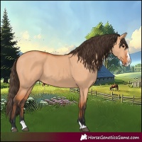 Horse Color:Bay Dun Splash 
