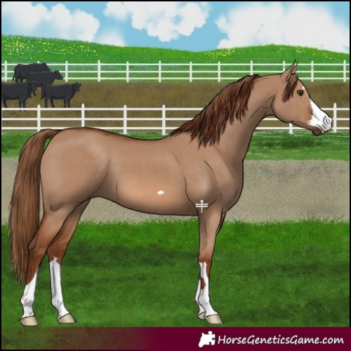 Horse Color:Red Dun 
