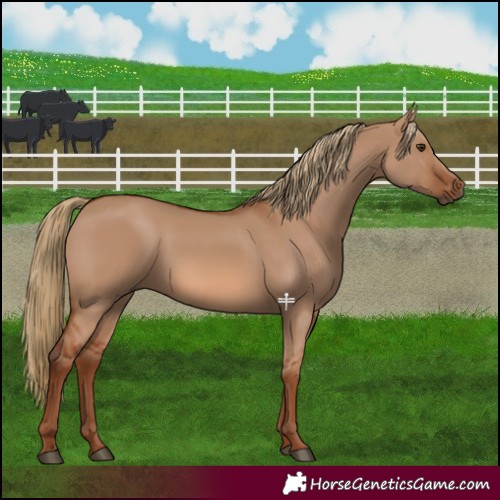 Horse Color:Red Dun 