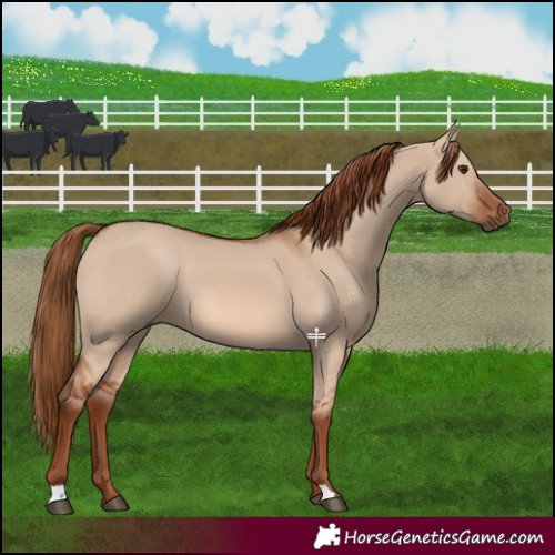Horse Color:Red Dun 