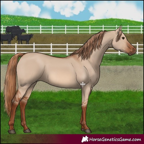 Horse Color:Red Dun 