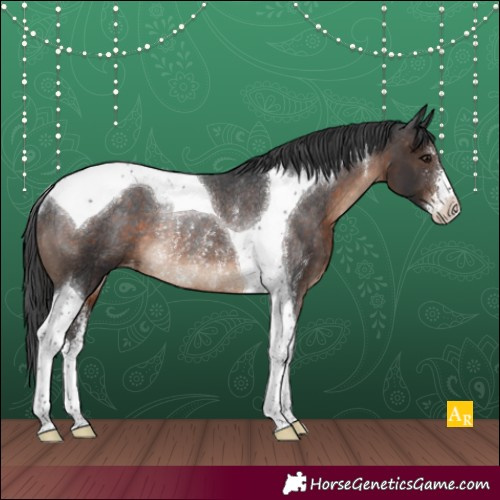 Horse Color:Brown Sabino Tobiano Appaloosa Rabicano 