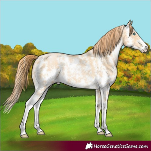 Horse Color:Buckskin Pearl Sabino 