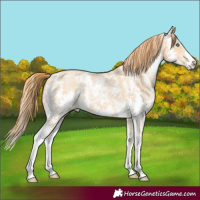 Horse Color:Buckskin Pearl Sabino 