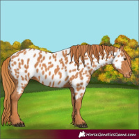 Horse Color:Chestnut Appaloosa