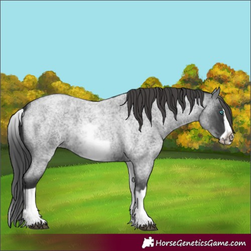 Horse Color:White Spotted Blue Roan Splash Frame Appaloosa 