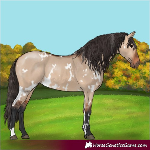 Horse Color:White Spotted Bay Dun