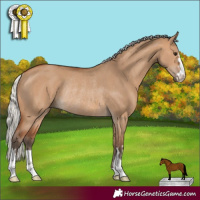 Horse Color:Silver Bay Dun Rabicano