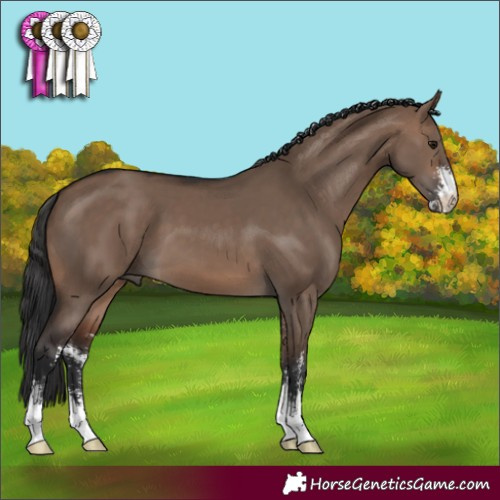 Horse Color:Brown Dun Sabino 