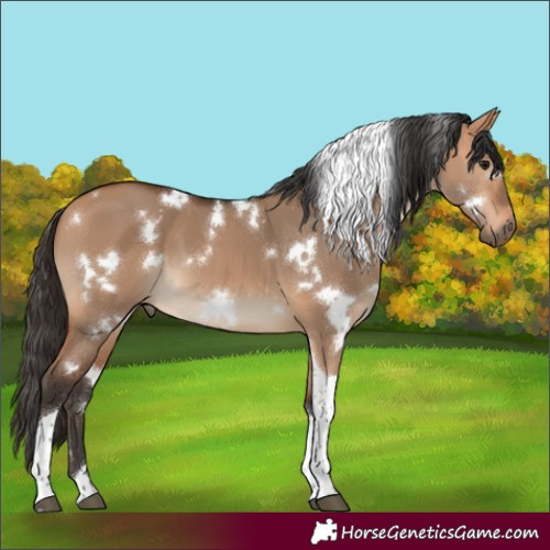 Horse Color:White Spotted Bay Dun Tobiano 