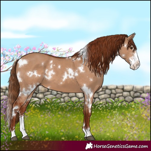 Horse Color:White Spotted Red Dun Sabino 