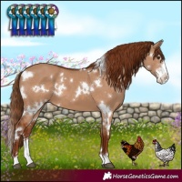 Horse Color:White Spotted Red Dun Sabino 