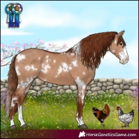 Horse Color:White Spotted Red Dun Sabino 