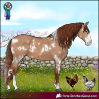 Horse Color:White Spotted Red Dun Sabino