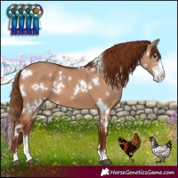 Horse Color:White Spotted Red Dun Sabino