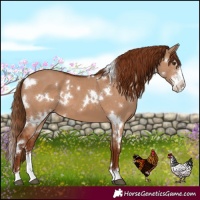 Horse Color:White Spotted Red Dun Sabino 