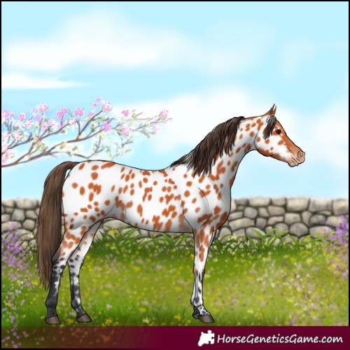 Horse Color:Bay Appaloosa 
