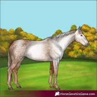Horse Color:Gray Chestnut 