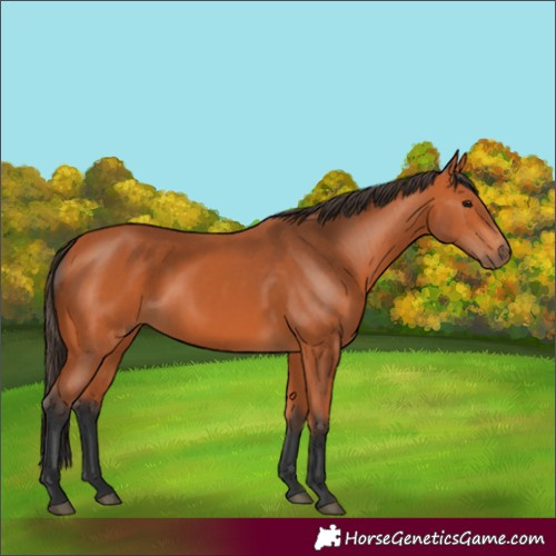 Horse Color:Bay 