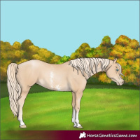 Horse Color:Palomino Pearl Sabino 