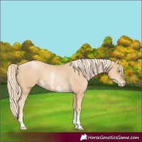 Horse Color:Palomino Pearl Sabino 