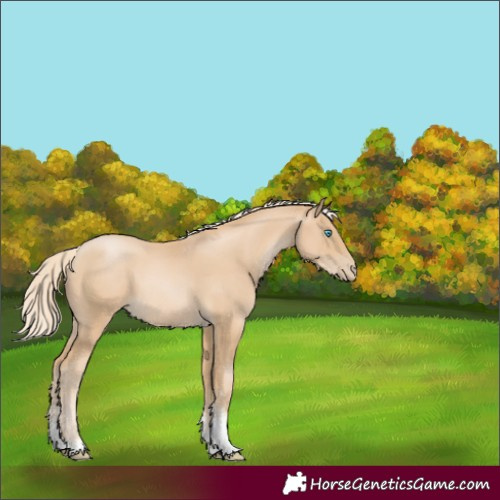 Horse Color:Palomino Pearl Sabino