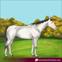 Horse Color:Buckskin Roan Dun Splash