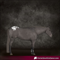 Horse Color:Smoky Black Appaloosa 