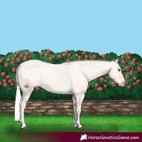 Horse Color:Palomino Appaloosa 