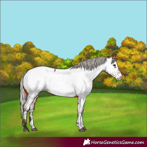 Horse Color:Silver Brown Tobiano Near Fewspot 