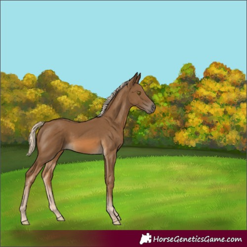 Horse Color:Chocolate Palomino Rabicano 
