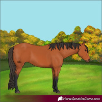 Horse Color:Bay 